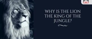 Why Do a Male Lion Called King of the Jungle