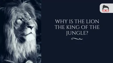 Why Do a Male Lion Called King of the Jungle