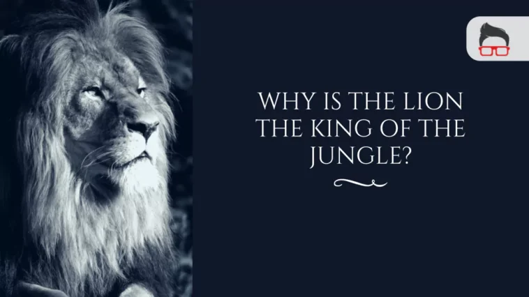Why Do a Male Lion Called King of the Jungle