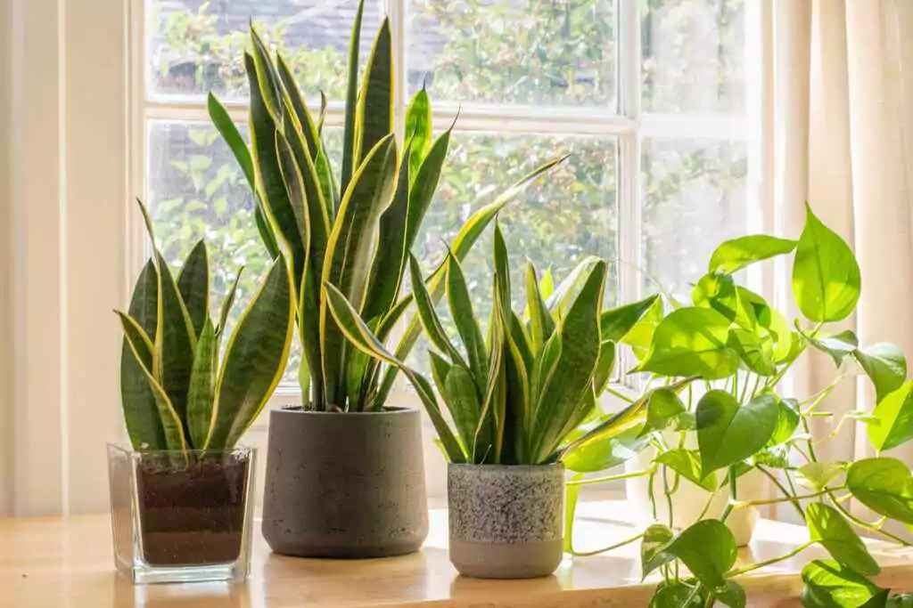 Plants that Purify Air