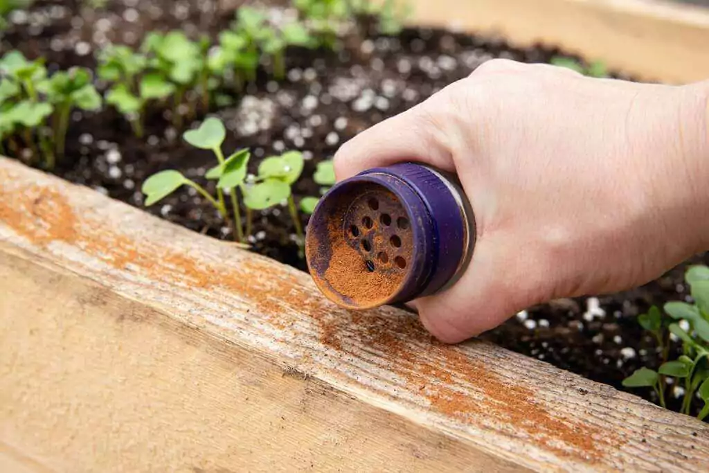 top gardening hacks