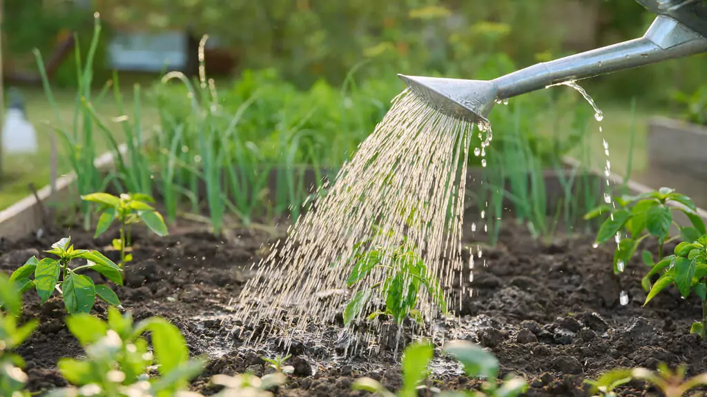 gardening hacks for small spaces