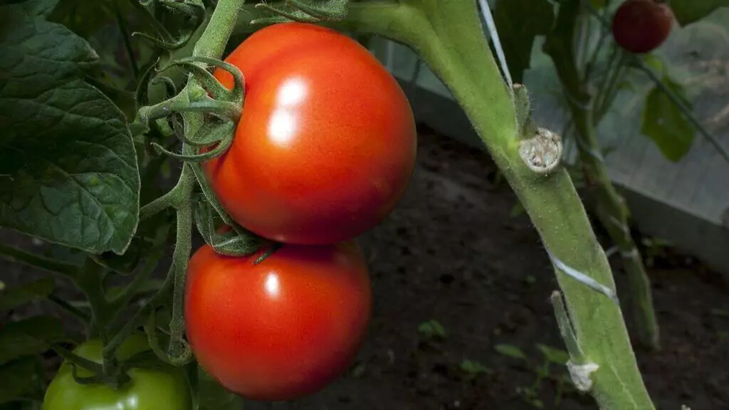 clever garden hacks