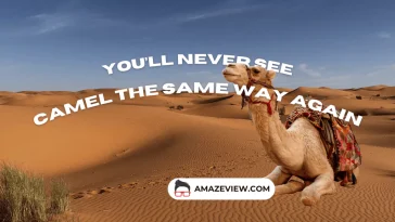 Never See Camels the Same Way Again