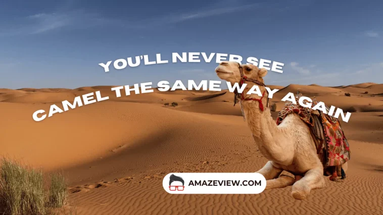 Never See Camels the Same Way Again