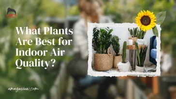 Plants That Are Best for Indoor Air Quality