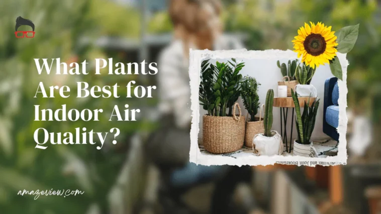 Plants That Are Best for Indoor Air Quality