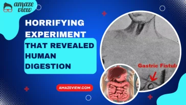 human digestion