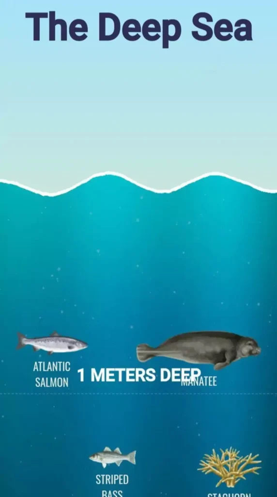 deep Ocean Floor