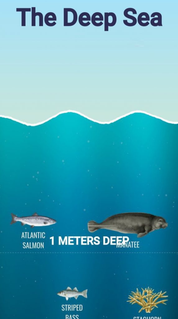 bottom of the ocean