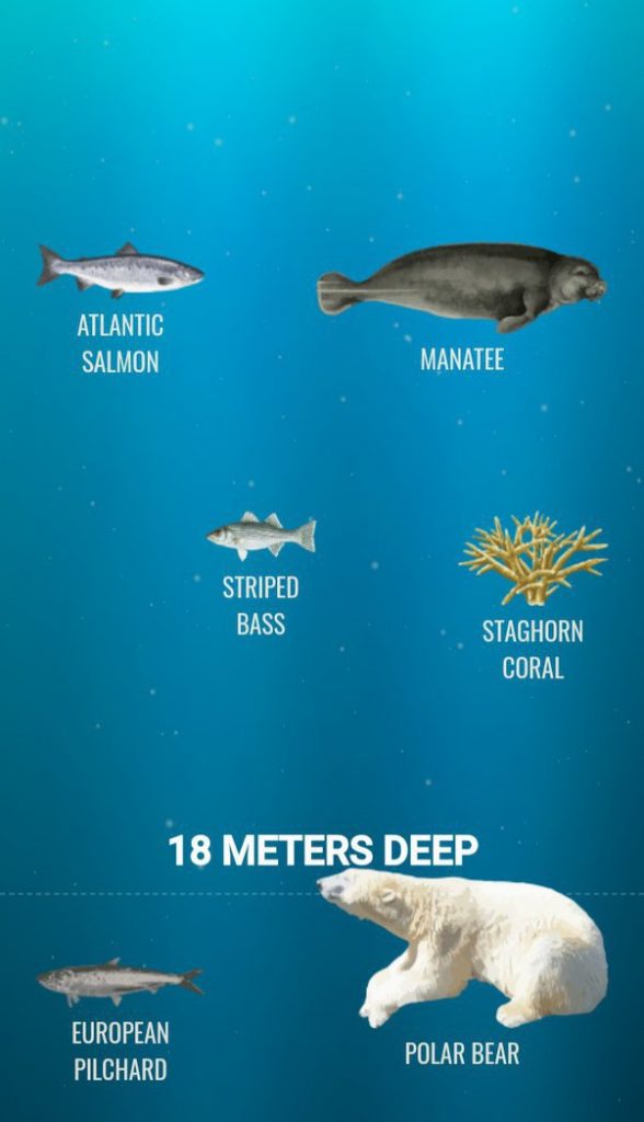 bottom of the ocean