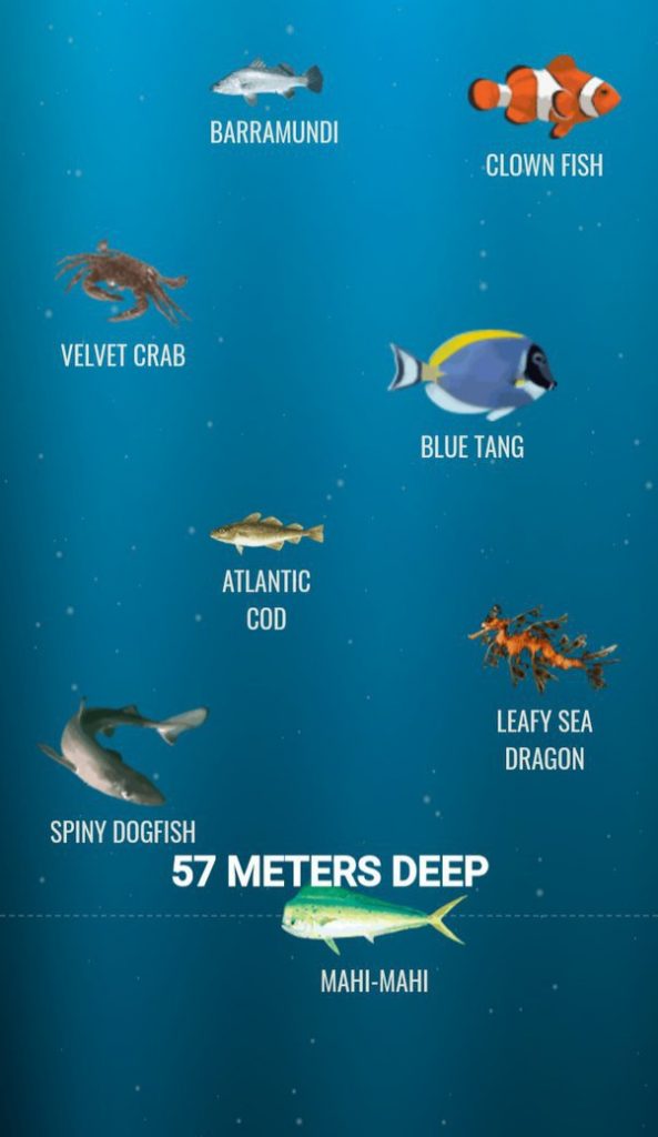 bottom of the ocean