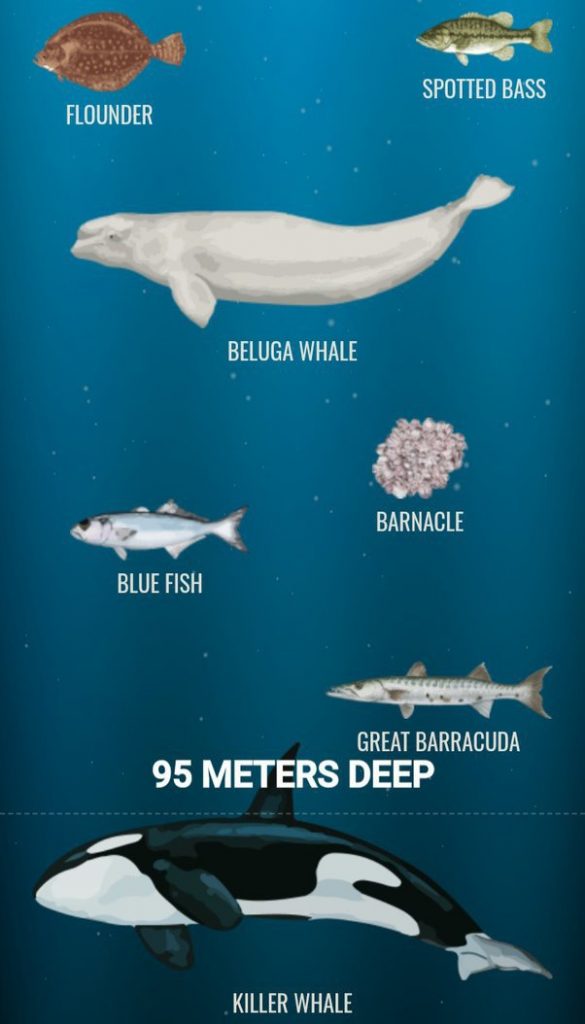bottom of the ocean