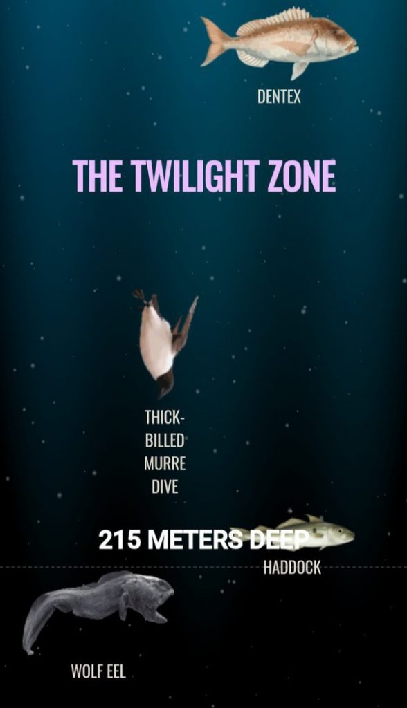 bottom of the ocean