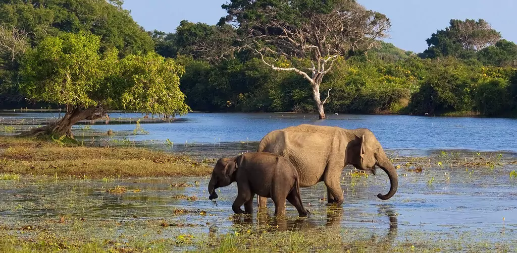 Best to visit for indian in Srilanka