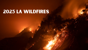 Burnt forest area in LA after the 2025 wildfires, symbolizing financial recovery challenges for residents.
