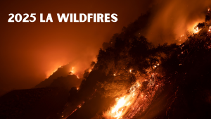 Burnt forest area in LA after the 2025 wildfires, symbolizing financial recovery challenges for residents.