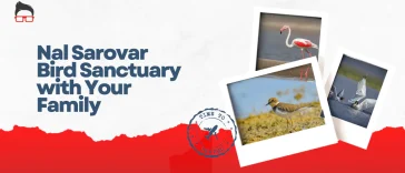 nal sarovar bird sanctuary photos
