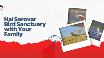 nal sarovar bird sanctuary photos