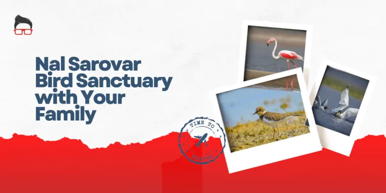 nal sarovar bird sanctuary photos