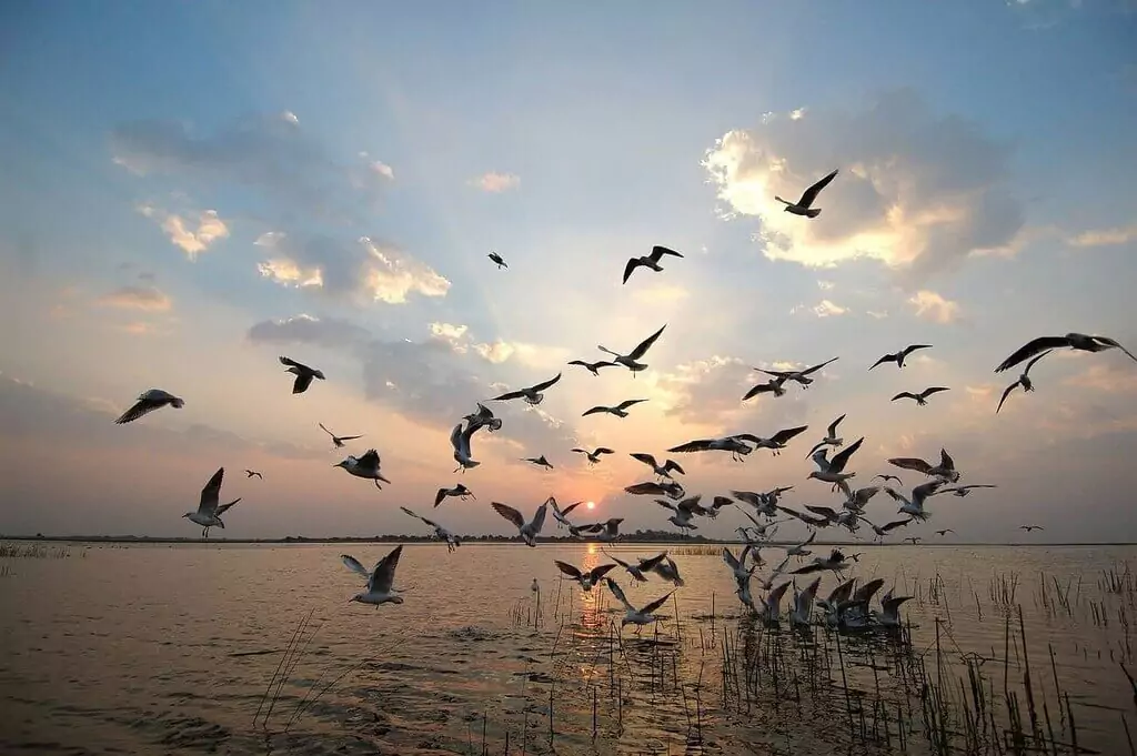 Nal Sarovar Bird Sanctuary