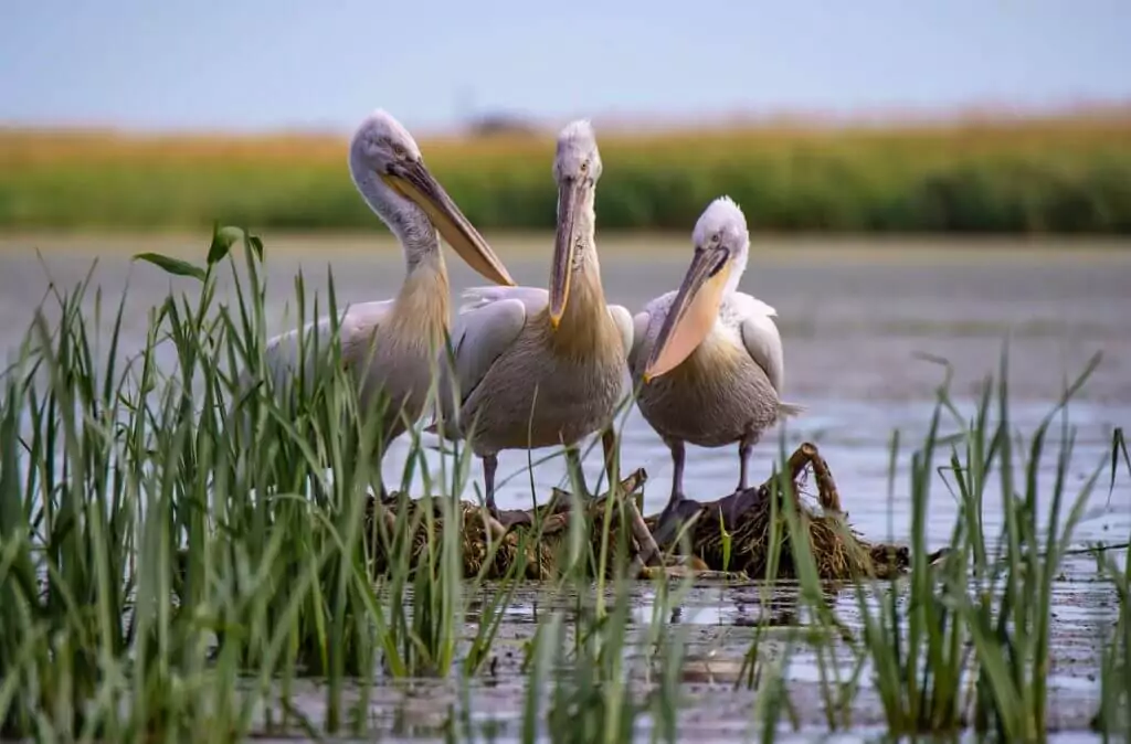 Nal Sarovar Bird Sanctuary