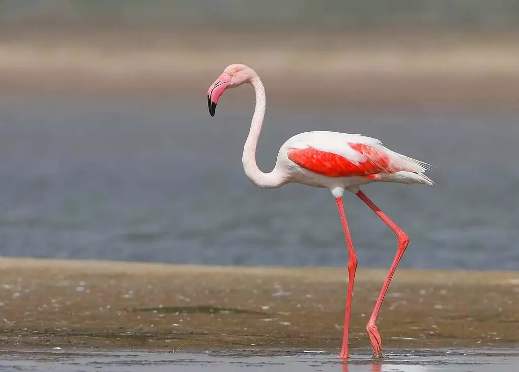 Nal Sarovar Bird Sanctuary
