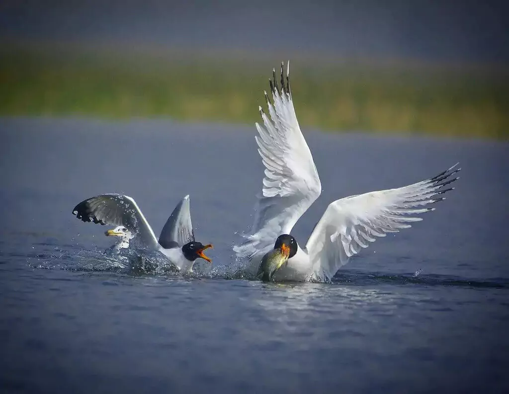 Nal Sarovar Bird Sanctuary