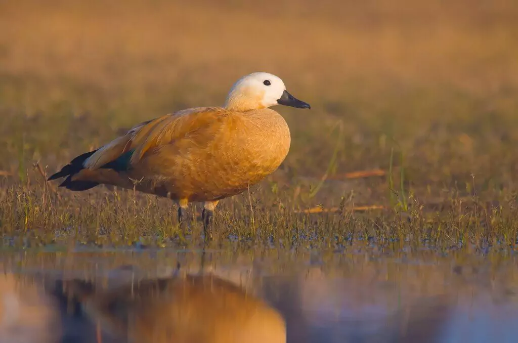 Nal Sarovar Bird Sanctuary