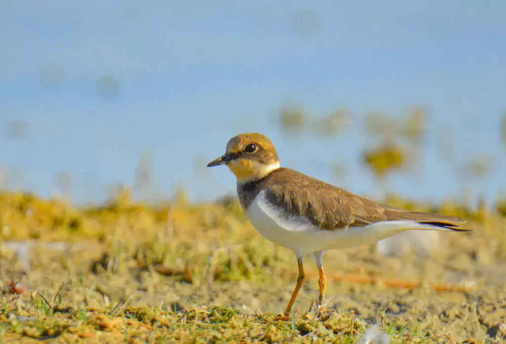 Nal Sarovar Bird Sanctuary