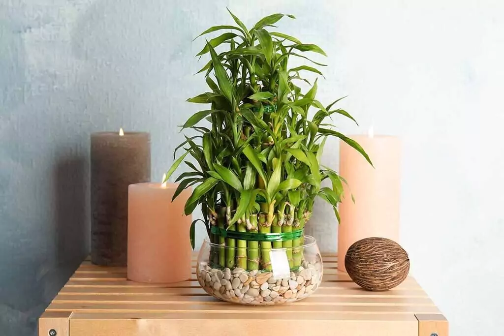 lucky bamboo indoor plant