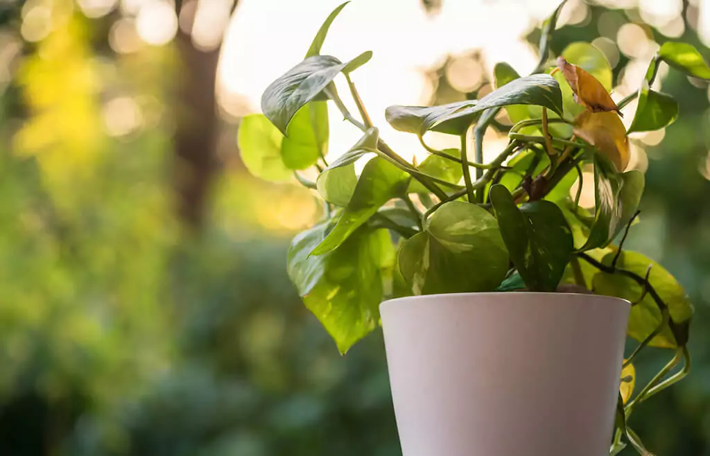 lucky plants for home vastu