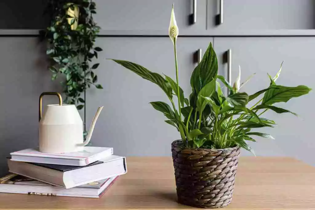 plants that are lucky