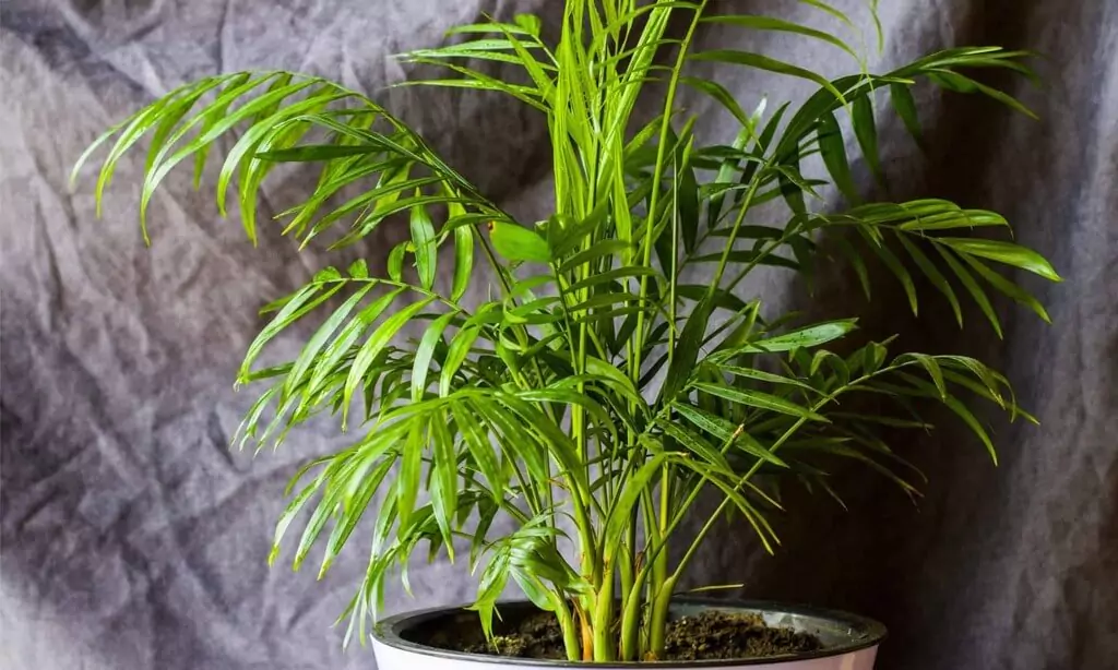 plants that are lucky