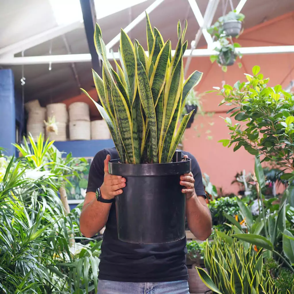 plant that brings money