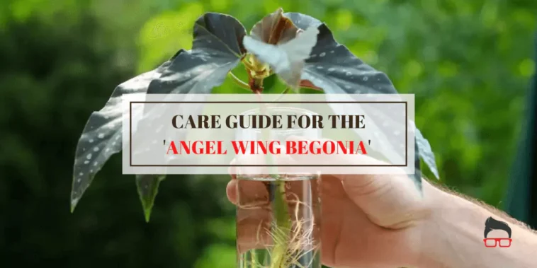 angel wing begonia plant