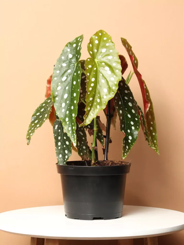 angel wing begonia