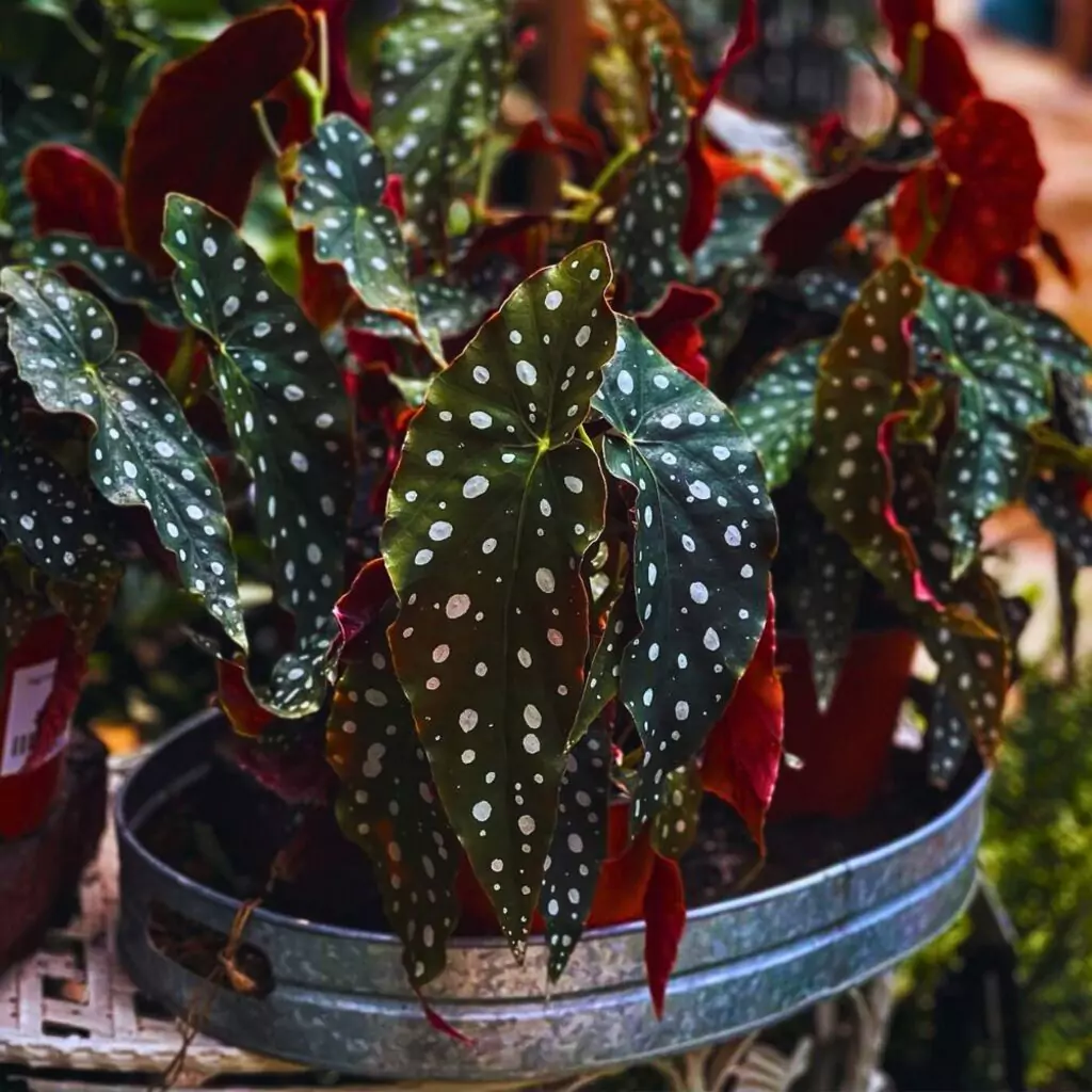 angel wing begonias