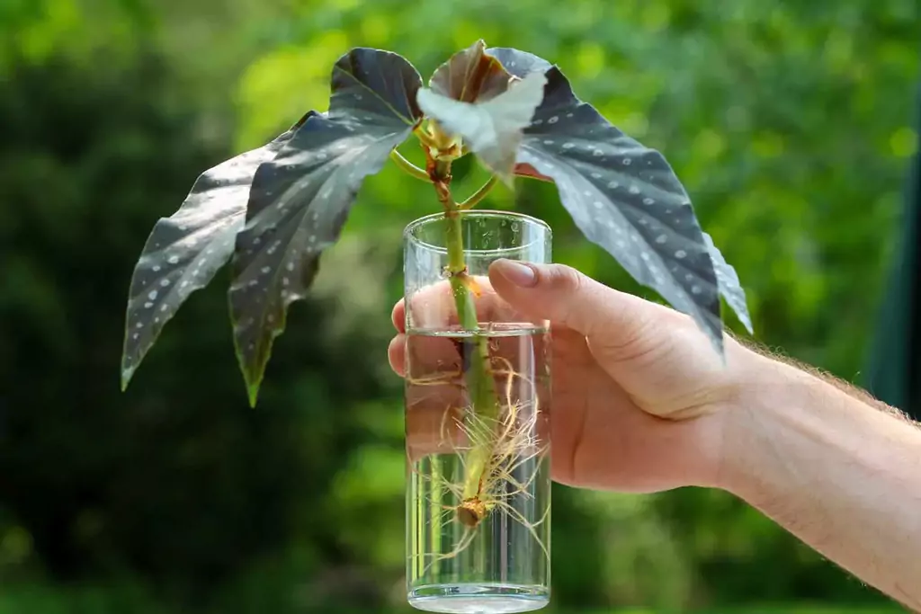 angel wing begonia care