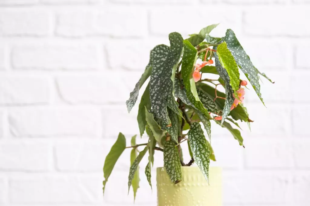 Begonia ‘Silver Wings’