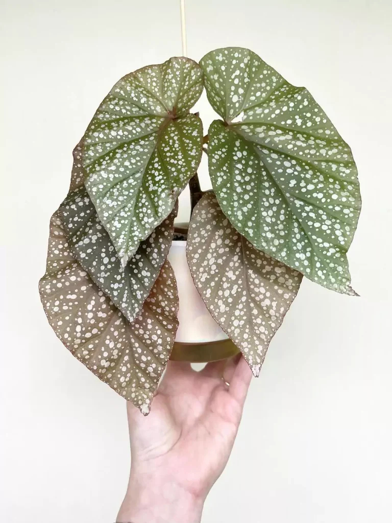 Begonia ‘Lucerna’