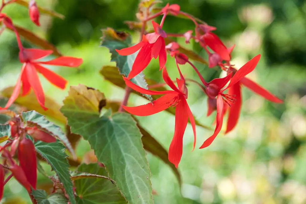 Begonia ‘Super Cascade’