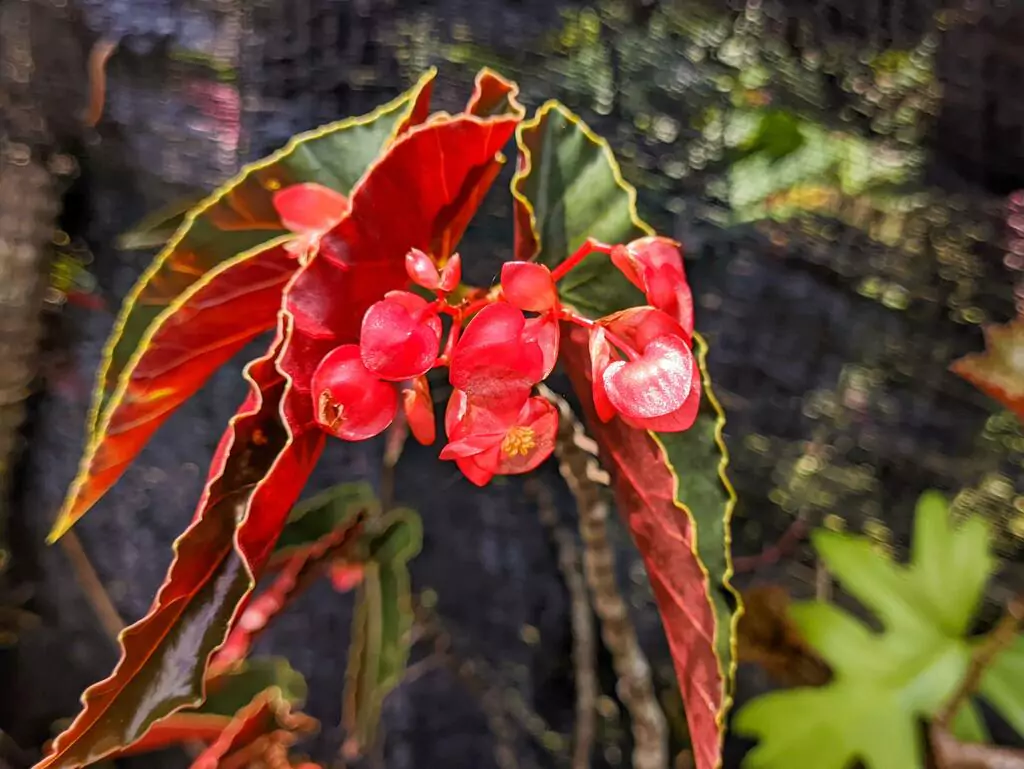 Begonia ‘Torch’