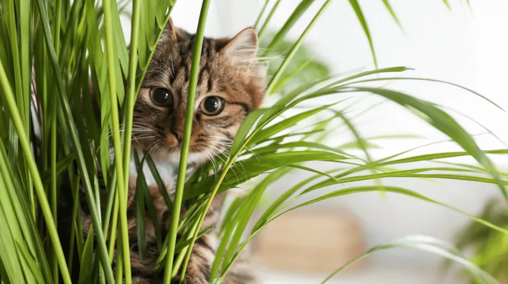 houseplants safe for cats with pictures