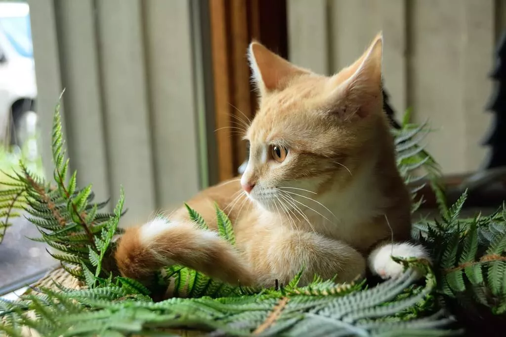 houseplants safe for cats with pictures