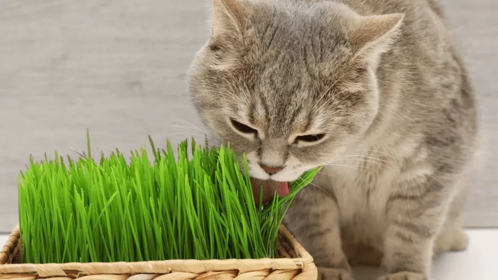 friendly houseplants safe for cats with pictures