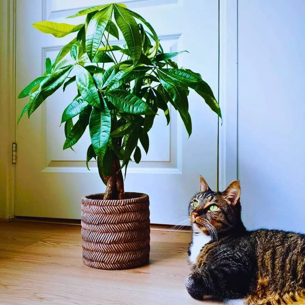 friendly houseplants safe for cats with pictures