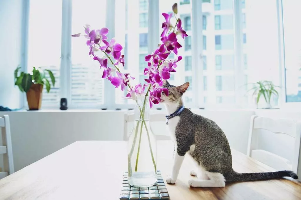 non toxic plants for cats