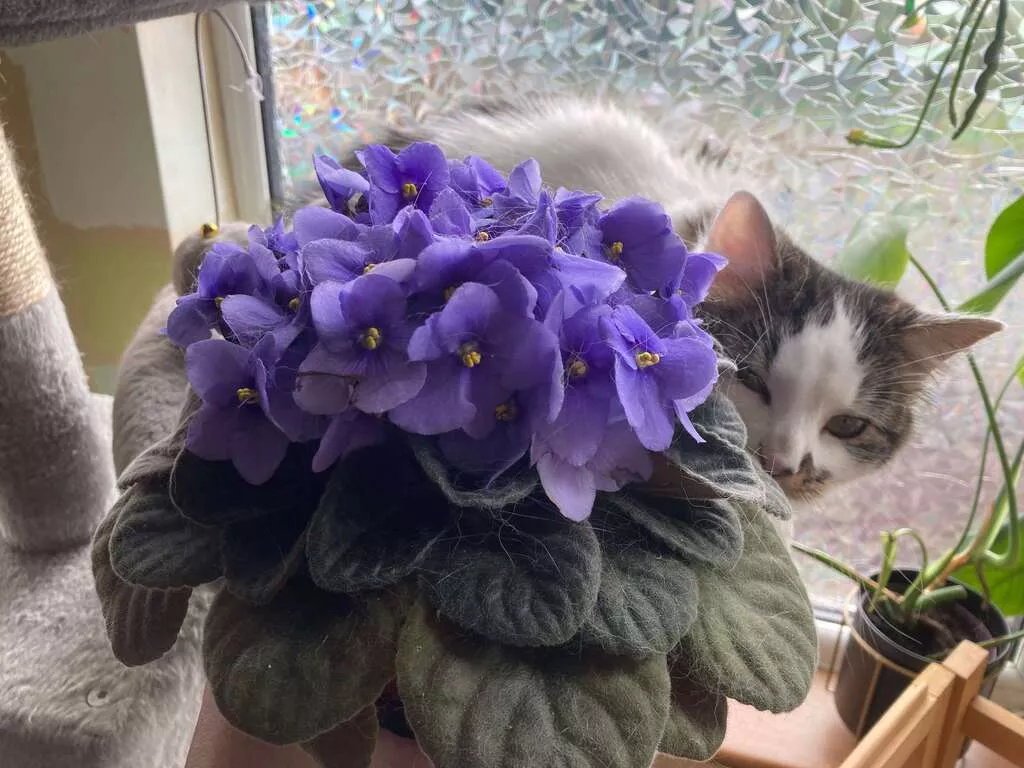 non toxic plants for cats