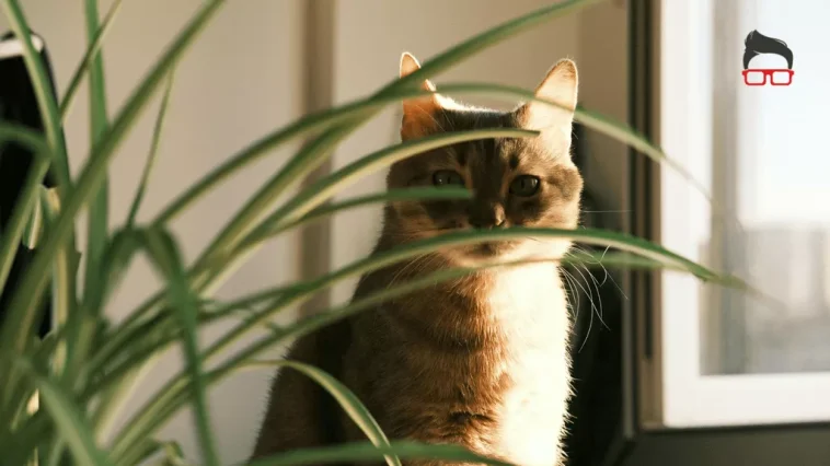 non toxic plants for cats